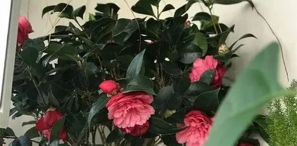 Is camellia afraid of the sun? (Exploring the light requirements and care tips for camellias)