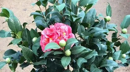 Are Camellias Afraid of Sunlight? (Exploring Camellia