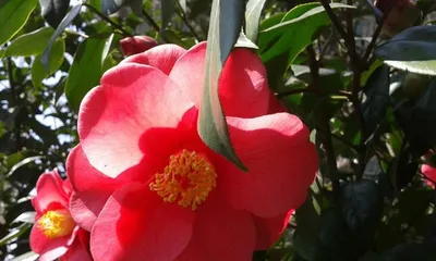 The season of camellia blossoms (beautiful scenery of different seasons)