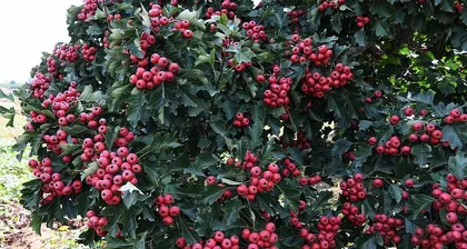 Shanzha's Season and Its Nutritional Value (Exploring the Best Time for Shanzha to Ripen, Understanding Its Health Benefits)