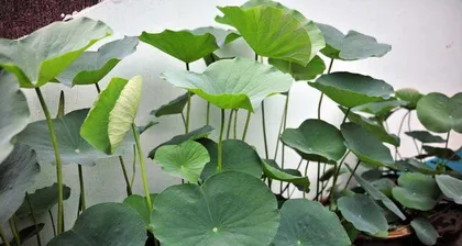 How to choose soil and care methods (How to choose soil and care methods)