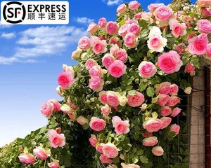 Complete Guide to Pruning Climbing Roses (How to Prune Precisely for a Bustling Display)