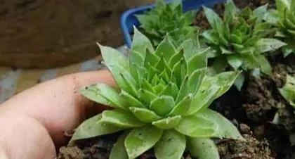 Complete Guide to Lotus Care (Easily Master Lotus Cultivation Methods and Care Points) 2