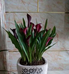 Complete Guide to Lotus Care (Easily Master Lotus Cultivation Methods and Care Points) 3