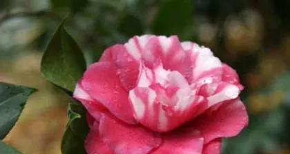 Tea Flower Cultivation and Care (Understand the Habits of Tea Flowers, Easily Grow Beautiful Blossoms)