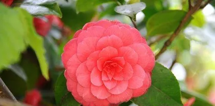 山茶花的种植与养护(了解山茶花的习性,轻松培育美丽花朵)2