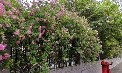 How to care for climbing roses to make them grow longer and healthier (growth habits, nutritional needs, and care techniques of climbing roses)