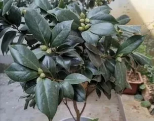 山茶花的种植与养护(了解山茶花的习性,轻松培育美丽花朵)3