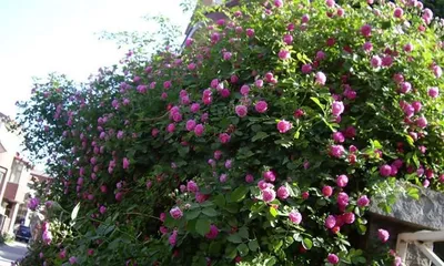 How to care for climbing roses to make them grow longer and healthier (growth habits, nutritional requirements, and care tips for climbing roses)2
