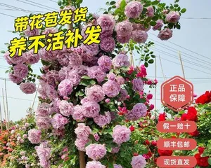 How to care for climbing roses to make them grow longer and healthier (growth habits, nutritional requirements, and care tips for climbing roses)3