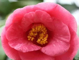 Cultivation methods and precautions for camellias (Creating a refined courtyard for blooming camellias)