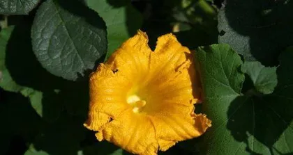 The Care Techniques for Juniper Bonsai (Cultivating Juniper Bonsai to Thrive Endlessly)