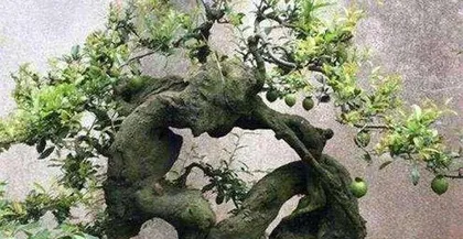Maintenance Tips for Shanzijia Bonsai (Caring for Shanzijia Bonsai to Ensure Its Long-term Growth and Reproduction) 2