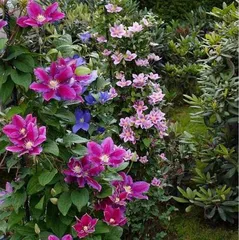 Discover the charm of climbing flowers (from varieties to care, creating a dreamy hanging garden)