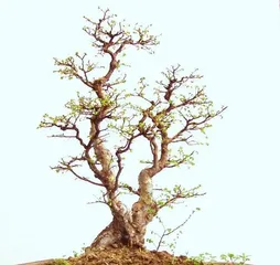 Maintenance Tips for Shanzijia Bonsai (Caring for Shanzijia Bonsai to Ensure Its Long-term Growth and Reproduction) 3