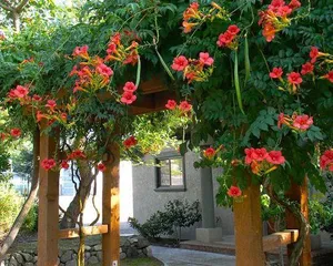 Exploring the Charm of Climbing Flowers (From Varieties to Care, Creating a Dreamy Hanging Garden) 2