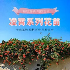 Exploring the Charm of Climbing Flowers (From Varieties to Care, Creating a Dreamy Hanging Garden) 3