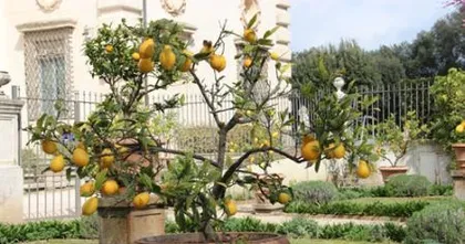 How to Care for Lemon Trees to Grow Well (Lemon Tree Care Tips and Precautions) 3