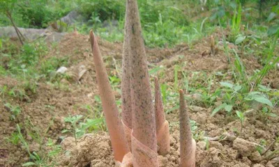 Pumpkin Flowering Time and Care Tips (Master the Timing of Pumpkin Flowering for a Bountiful Harvest) 2