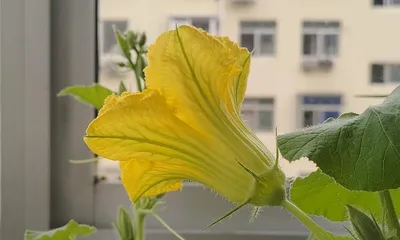 Pumpkin Flowering Time and Care Tips (Master the Timing of Pumpkin Flowering for a Bountiful Harvest) 3