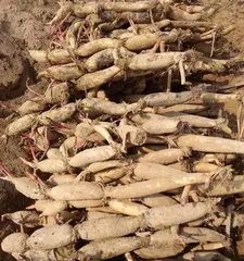 Lotus Root Cultivation and Care Techniques (Master the Growth Cycle of Lotus Root to Create a Bountiful Garden)