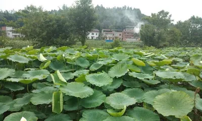 Planting and Care Tips for Lotus Root (Master the Growth Cycle of Lotus Root to Create a Bountiful Garden) 2