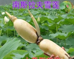 Planting and Care Tips for Lotus Root (Master the Growth Cycle of Lotus Root to Create a Bountiful Garden) 3