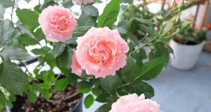 Coral Jelly Rose – A Flower Combining Beauty and Practicality (Exploring the Pros and Cons of Coral Jelly Rose and Cultivation Techniques)