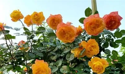 The Care of European Roses (The Secret to Creating a Beautiful Garden)