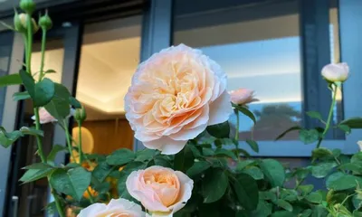 European Rose Care Methods (Secrets to a Beautiful Garden) 2