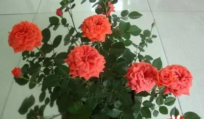 European Rose Care Methods (Secrets to a Beautiful Garden) 3