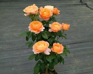 Detailed Explanation of the Growth and Flowering Cycle of Euonymus Alatus (Understanding the Flowering Time and Characteristics of Euonymus Alatus to Prepare for Care)