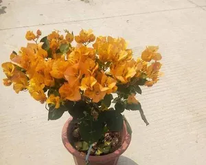 Cultivation and Care of Dark Spotted Yellow Bougainvillea (Creating a Multicolored Garden, Challenging High-Difficulty Bougainvillea Varieties)