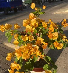 Cultivation and Care of the Freely-Blooming Dark Spot Lemon Yellow Bougainvillea (Creating a Colorful Garden, Challenging the More Difficult Bougainvillea Variety) 2
