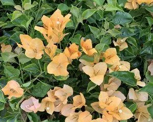 Cultivation and Care of the Freely-Blooming Dark Spot Lemon Yellow Bougainvillea (Creating a Colorful Garden, Challenging the More Difficult Bougainvillea Variety) 3