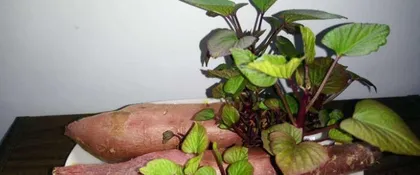 How to Grow a Sprouted Sweet Potato into a Pot Plant (From Planting to Maintenance, Teach You to Create a Beautiful Sweet Potato Pot Plant)