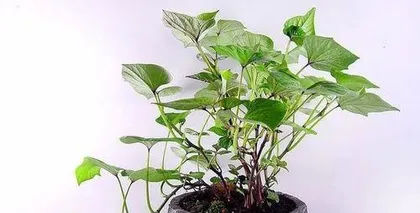 How to Grow a Sprouted Yam into a Bonsai (From Planting to Maintenance, Teaching You to Create an Exquisite Yam Bonsai)2