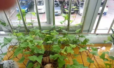 How to Grow a Sprouted Yam into a Bonsai (From Planting to Maintenance, Teaching You to Create an Exquisite Yam Bonsai)3