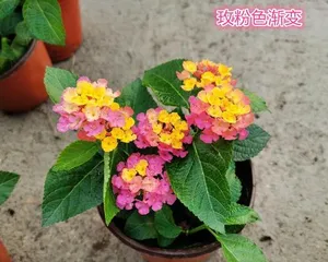 Types of Heat-Tolerant Flowers and Care Tips (Make Your Garden Greener, Create a Pleasant Environment)