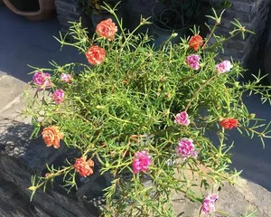 Types and Care Tips for Heat-Tolerant Flowers (Keep Your Garden from Withering, Create a Pleasant Environment) 3