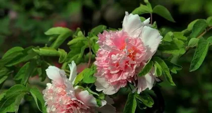 Cultivation and Maintenance Methods for Potted Panax Notoginseng (From Planting to Harvesting, Teach You How to Easily Create Your Own Panax Notoginseng Garden)