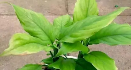 Cultivation and Care Methods for Potted Panax notoginseng (From Planting to Harvest, Teaching You to Easily Create Your Own Panax notoginseng Garden) 2