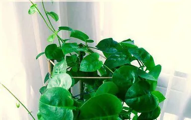 Cultivation and Care Methods for Potted Panax notoginseng (From Planting to Harvest, Teaching You to Easily Create Your own Panax notoginseng Garden) 3