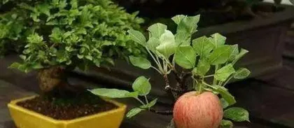 Guide to Choosing Pots for Potted Apples (Suitable Pot Size and Key Factors)