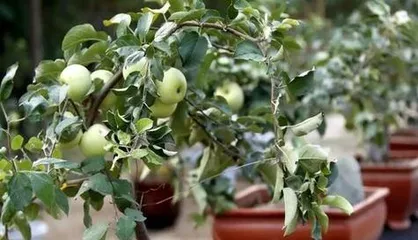 Complete Guide to Container-Grown Apple Trees (From Cultivation Methods to Care Tips, Easily Create a Home Orchard)