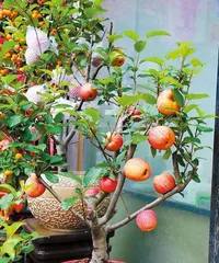 Complete Guide to Caring for Potted Apple Trees (From Cultivation Methods to Care Points, Easily Create a Home Orchard) 2