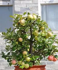 Complete Guide to Caring for Potted Apple Trees (From Cultivation Methods to Care Points, Easily Create a Home Orchard) 3
