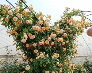 Unveiling Cold-Hardy Climbing Flowers (From Selection to Care for a Year-Round Green Garden) 2