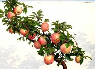 The Cultivation Techniques of Bonsai (From Planting Methods to Precautions, Creating Professional-Level Bonsai)