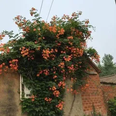 Unveiling Cold-Hardy Climbing Flowers (From Selection to Care for a Year-Round Green Garden) 3
